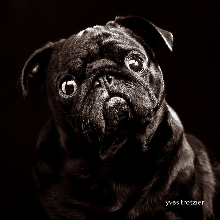 photographe_animaux_strasbourg